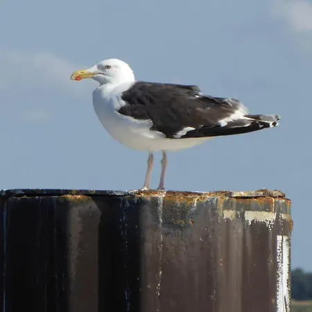 Gut-rattelvitz-parterre-c-hochwertig-sauna-kamin-etankstelle-spielscheune-15-000qm-parkland * Gingst