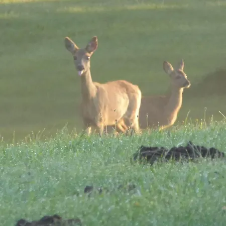 Lejlighed Gut-rattelvitz-parterre-c-hochwertig-sauna-kamin-etankstelle-spielscheune-15-000qm-parkland