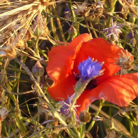 Gut-rattelvitz-parterre-c-hochwertig-sauna-kamin-etankstelle-spielscheune-15-000qm-parkland *