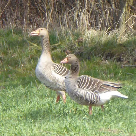 Lejlighed Gut-rattelvitz-parterre-c-hochwertig-sauna-kamin-etankstelle-spielscheune-15-000qm-parkland *