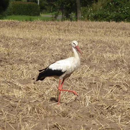 Gut-rattelvitz-parterre-c-hochwertig-sauna-kamin-etankstelle-spielscheune-15-000qm-parkland * Gingst